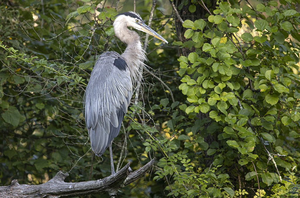 Great blue heron (R1970797)