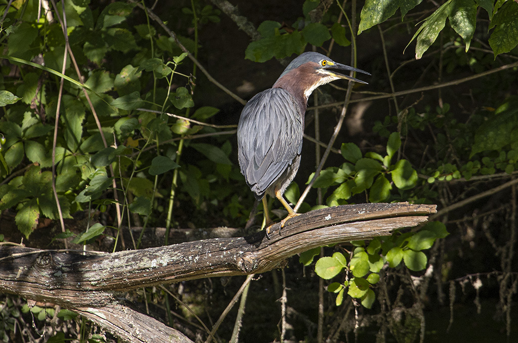 Green heron (R1970863)