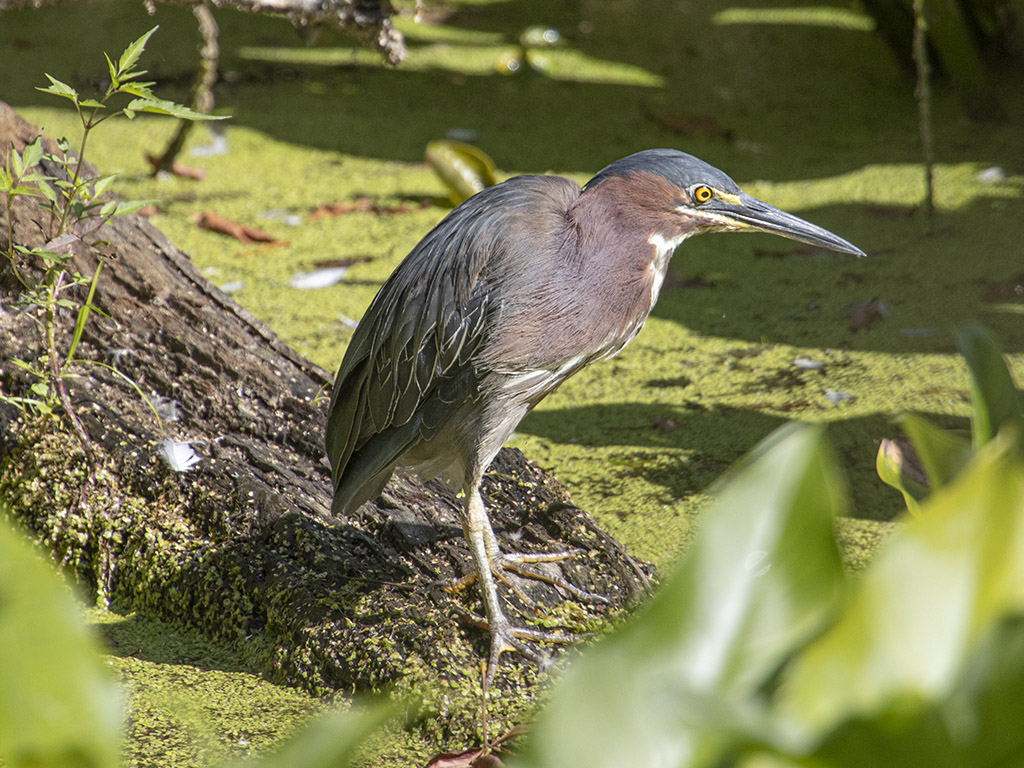 Green heron (R1970924)