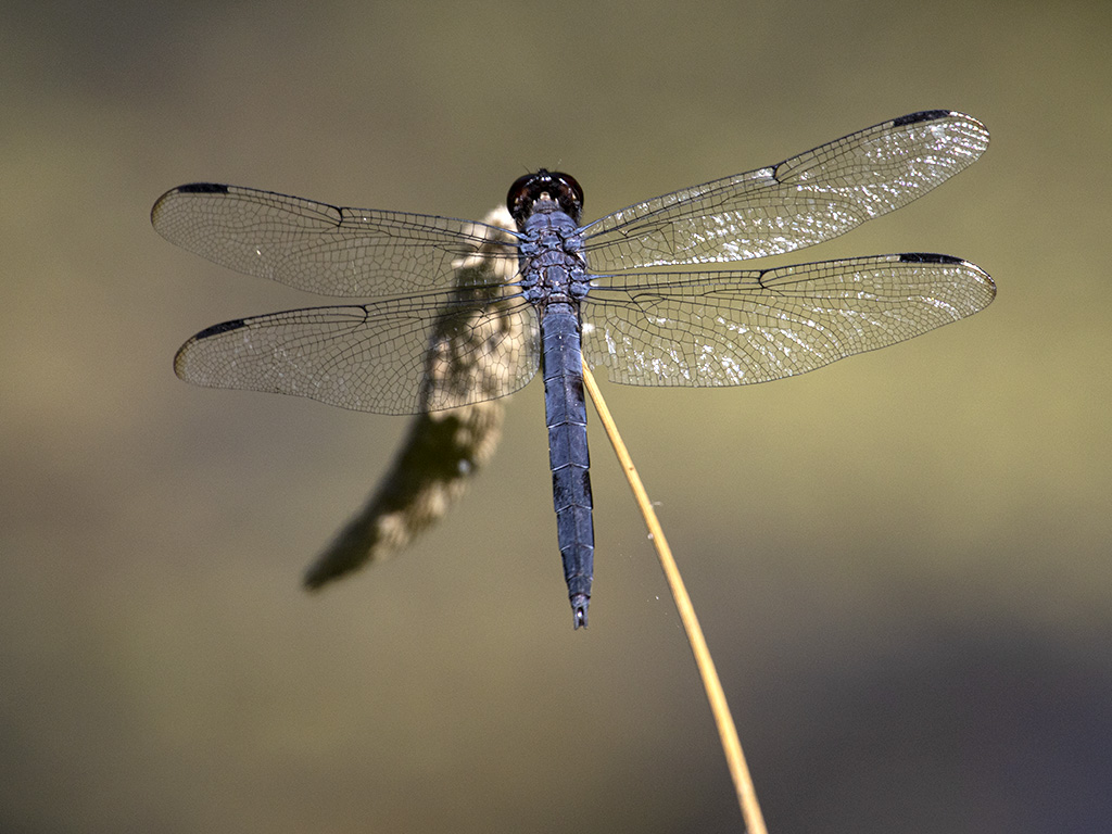 Dragon fly (R1970996)