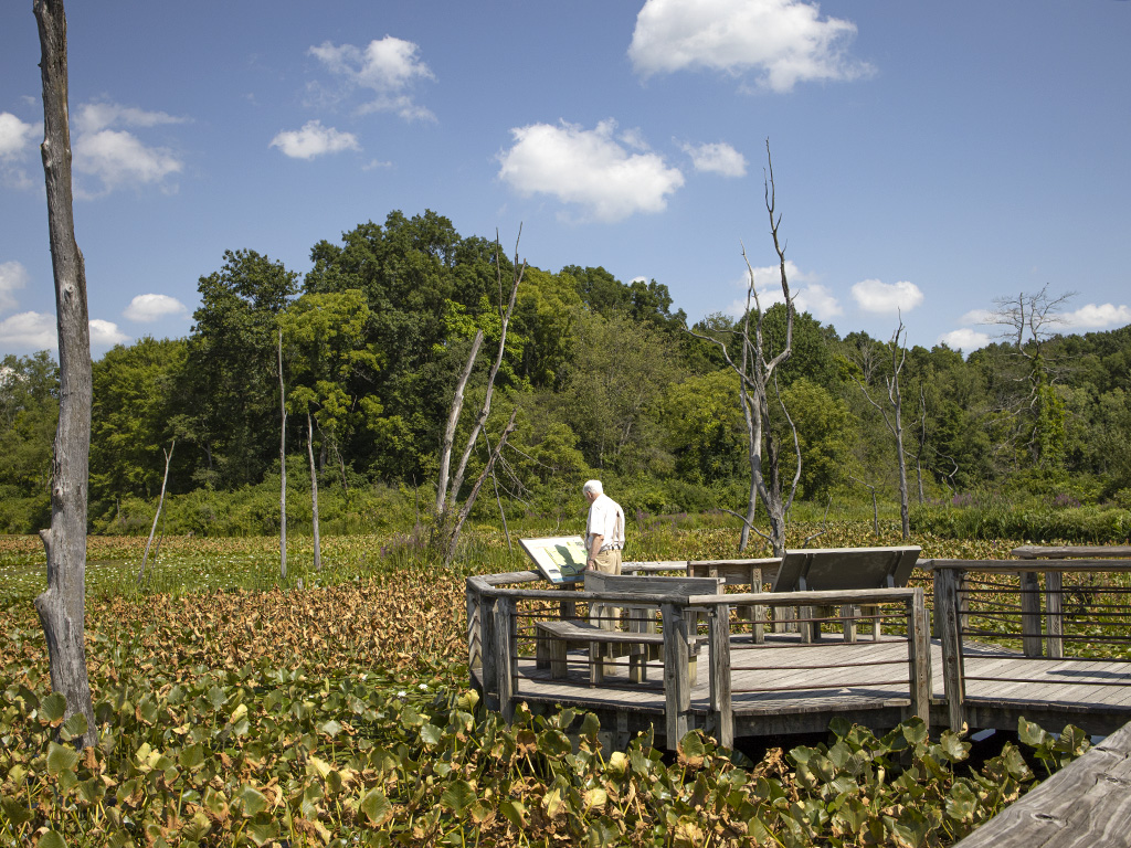 Beaver marsh viewing platform (R1971008)