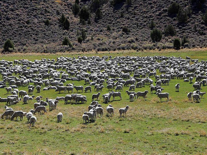 Flock of sheep along the road between US395 and Bodie