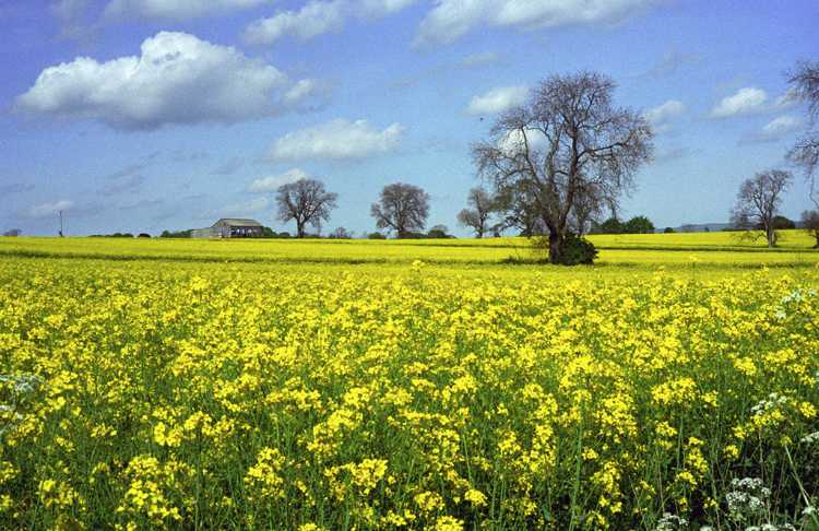 Rape seed oil is growing in this sea of yellow.