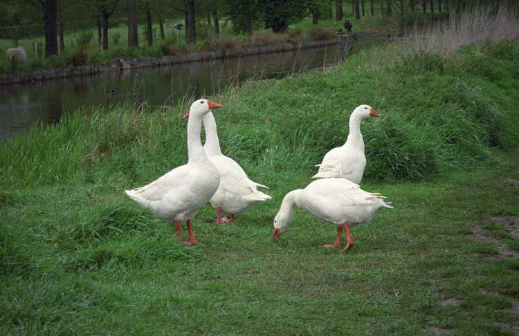 These four geese objected to our intrusion into their territory.