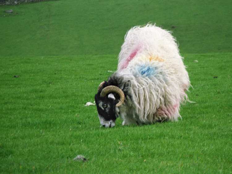 This sheep appears to have been playing in a paint ball game