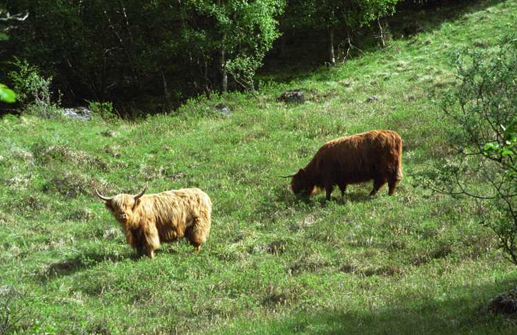 Highland cattle. We call them shags.