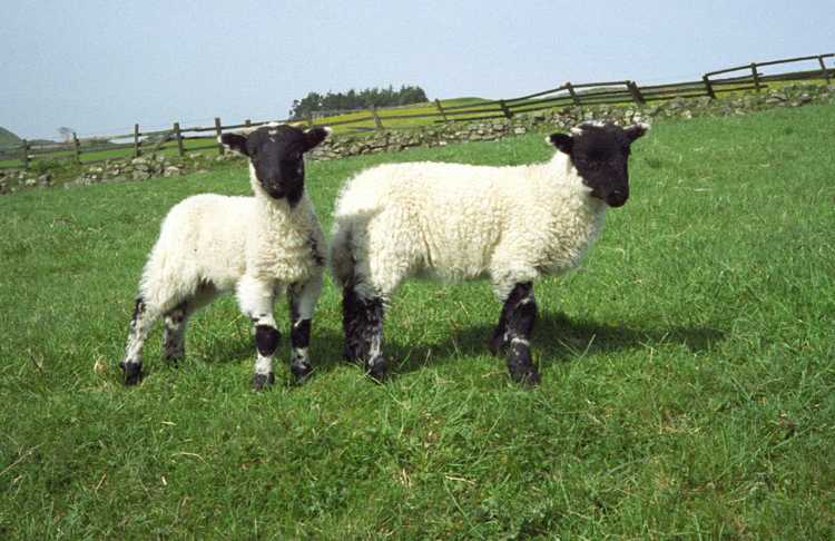 Two little black faced lambs