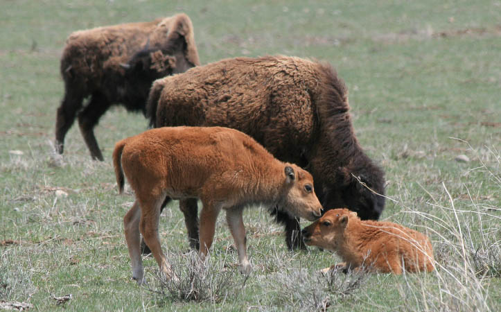 Baby bison greeting each other