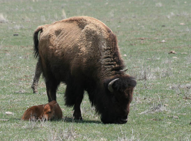 Mother bison with her baby