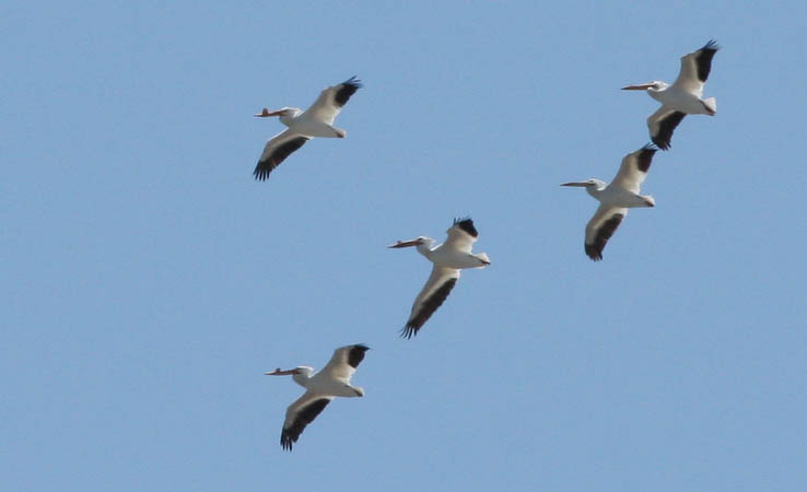 These white pelicans were pretending to be Blue Angels. We watched them fly in formation for at least 10 minutes.