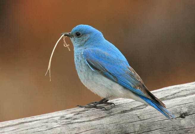 This mountain bluebird was trying to impress a neaby lady bluebird who didn't seem to be all that interested.