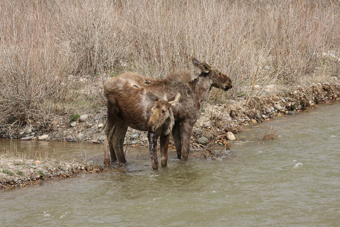 Moose on the Gros Ventre River