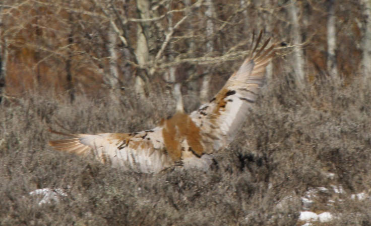 Sandhill crane landing. It's fuzzy but I still like it. It shows how big the bird is and how well it blends into its surroundings.