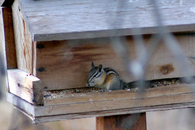 This little chipmonk braved the jays to get some breakfast.