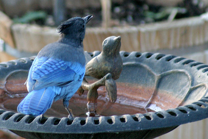 I like the way the real jay has the same posture as the metal bird.