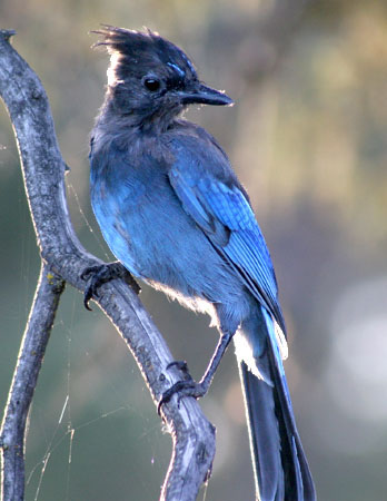 This young Steller's jay flew to the branch and stayed long enough for me to take a couple of shots.