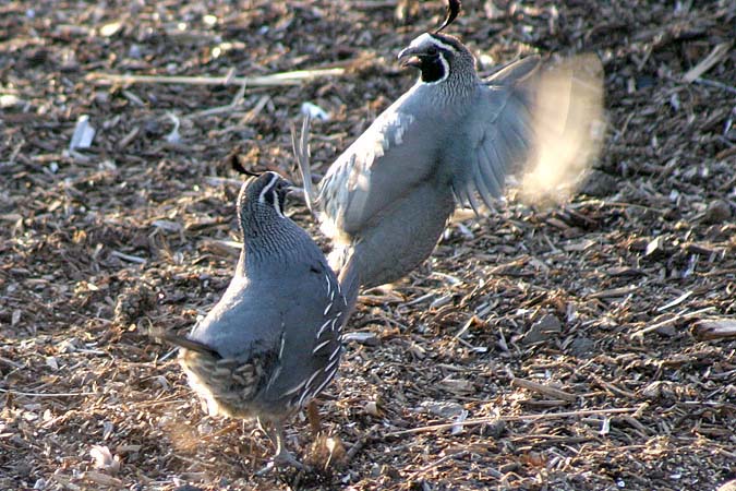 These two California Quail really went after each other. I'm sure it was a disagreement over one of the nearby lady quail.