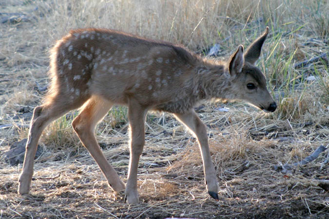 This fawn is approaching a water tub for an early morning drink. Mom was just a few feet away.