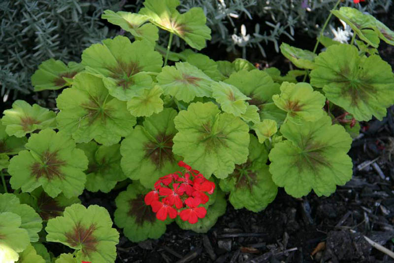 Geranium is a genus of 422 species of flowering annual, biennial, and perennial plants that are commonly known as the cranesbills. They are found throughout the temperate regions of the world and the mountains of the tropics.