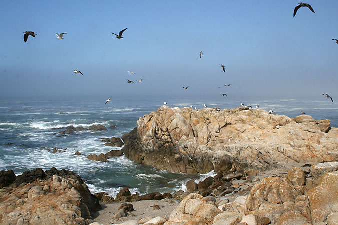 G3190 - The rocky, bird infested shore in Pacific Grove