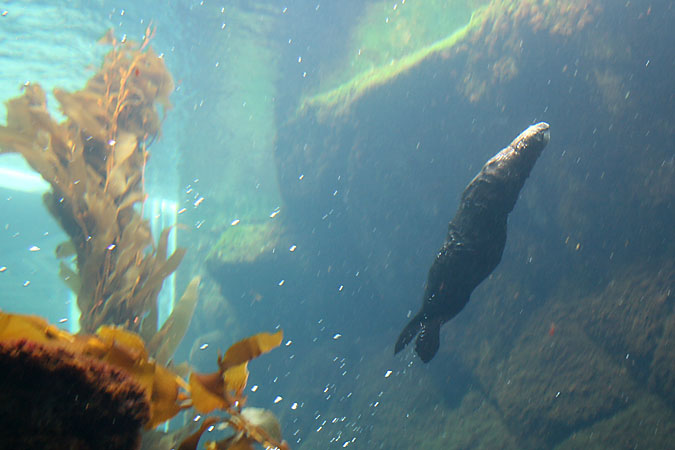 G3257 - A Monterey Bay Aquarium sea otter is headed for the surface