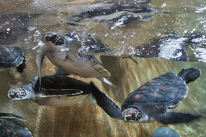 G3205 - Green sea turtles share an exhibit with the magellanic penquins