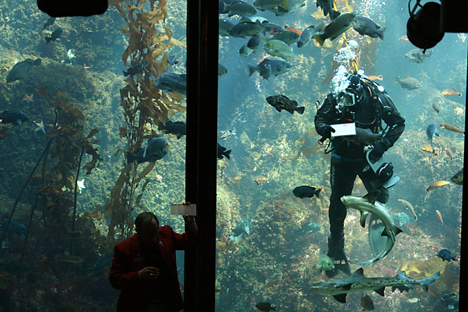 G3331 - The man silhouetted at the bottom of the picture is explaining the activity to the onlookers. The diver can also talk to the crowd. During this dive he said the temperature of the water was about 52ºF.