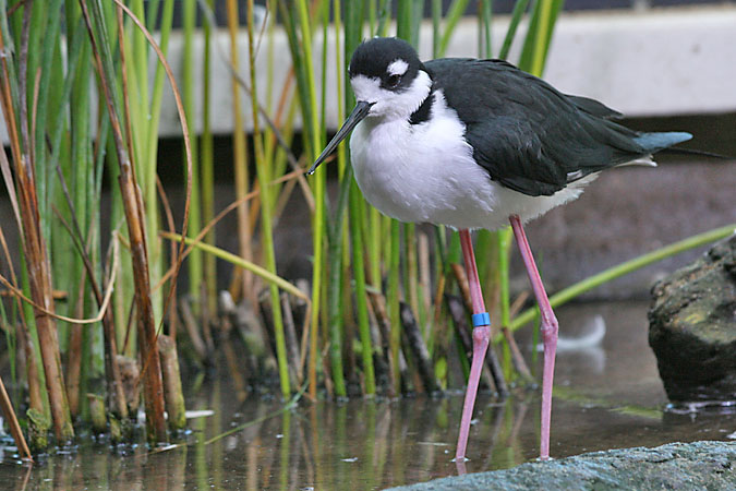 G3360 - Black-necked stilt