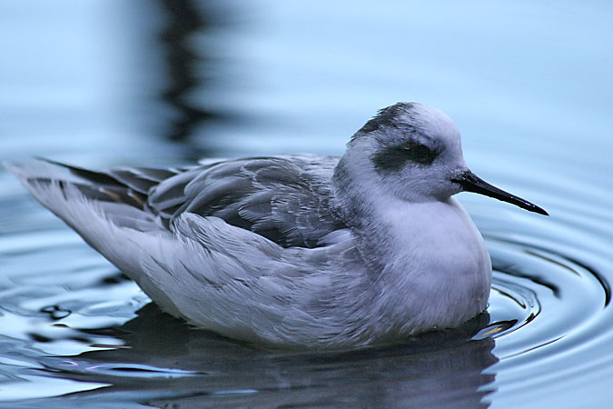 G3365 - The phalaropes forage by quickly spinning in shallow water to create a vortex, churning up tiny invertibrates.