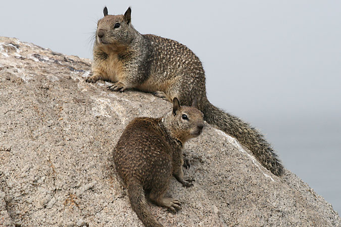 G3390 - Squirrels abound all along the rocky shore of the Monterey Bay. They make a fine living by begging food from visitors. Some are as objese as the visitors who feed them.