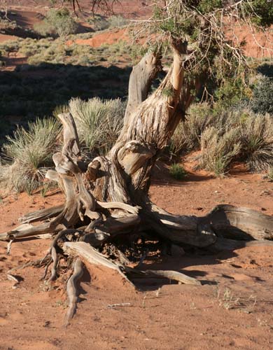 Gnarly old tree