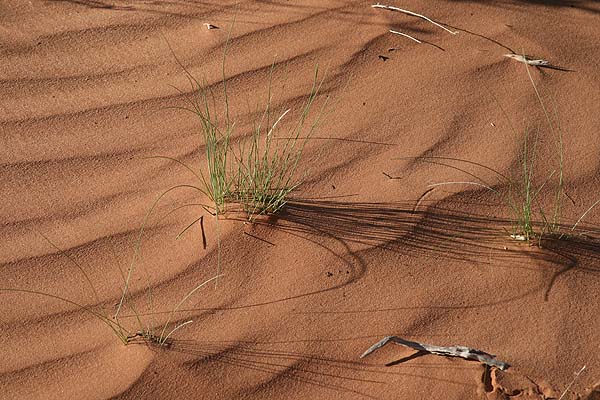 Wind and light patterns in the sand