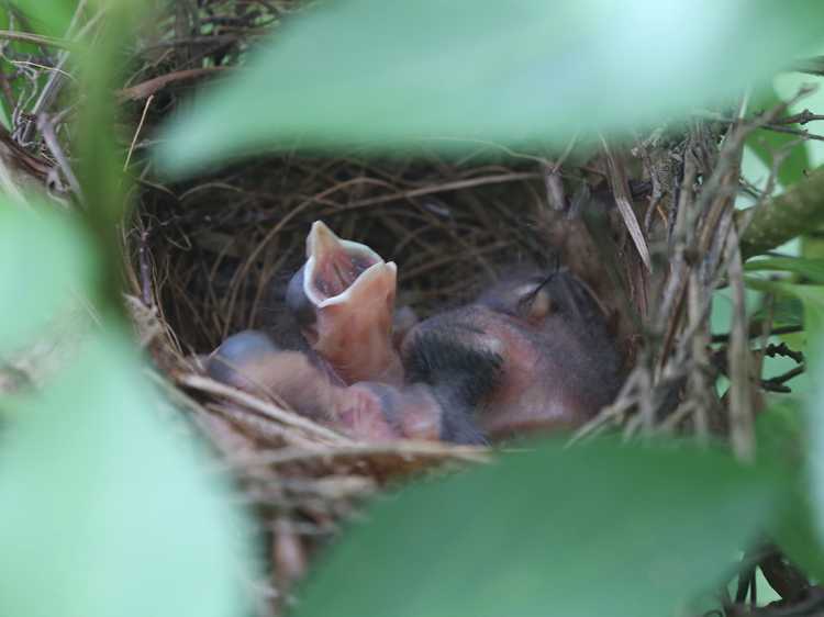 Baby Cardinals