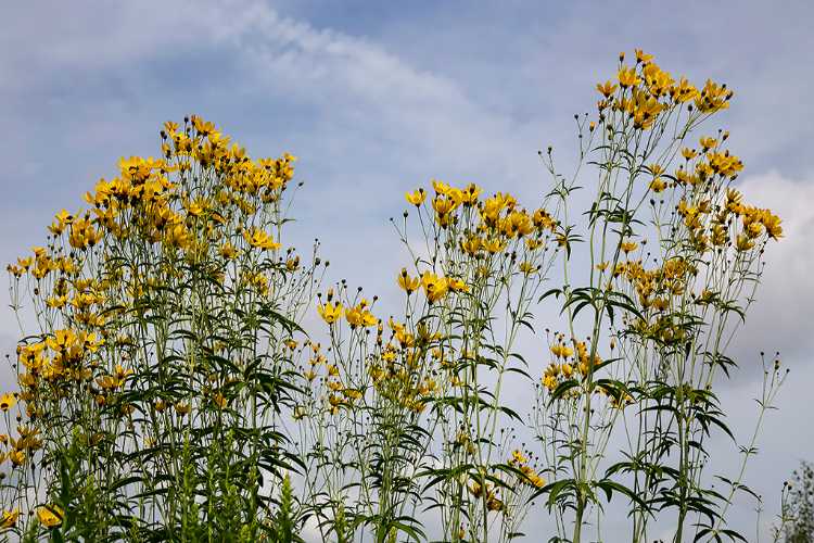 Brown-eyed susan