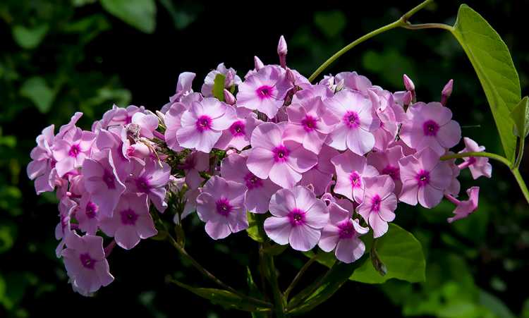 phlox