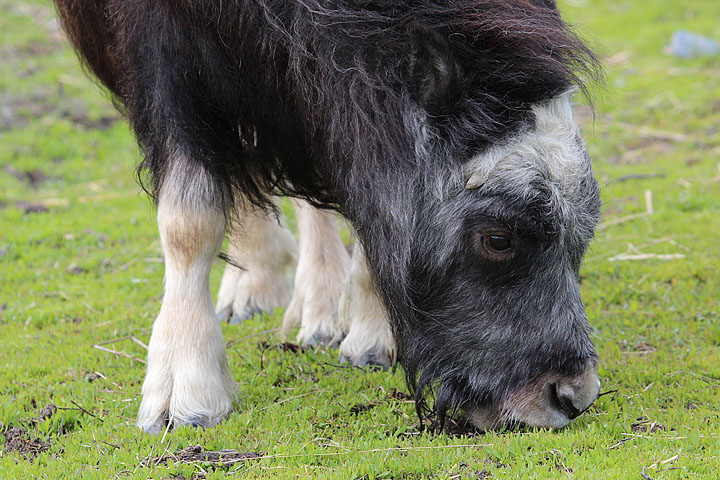 Orphaned Musk Ox calf at the AWCC [k070_t3i_0765]