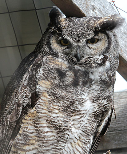 Great Horned Owl at the AWCC [k120_t3i_0786]