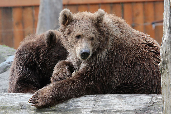 Two young Bears at the AWCC [k130_t3i_0802]