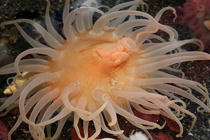 Anemone [k460_t3i_0983]