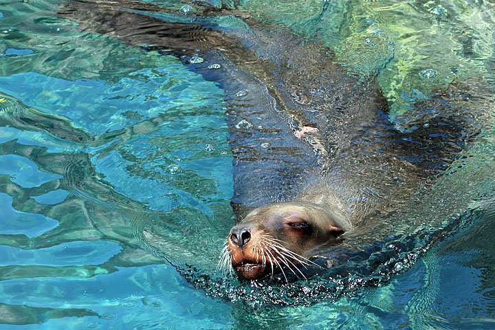 Steller's Sea Lion, top view [k610_t3i_1119]