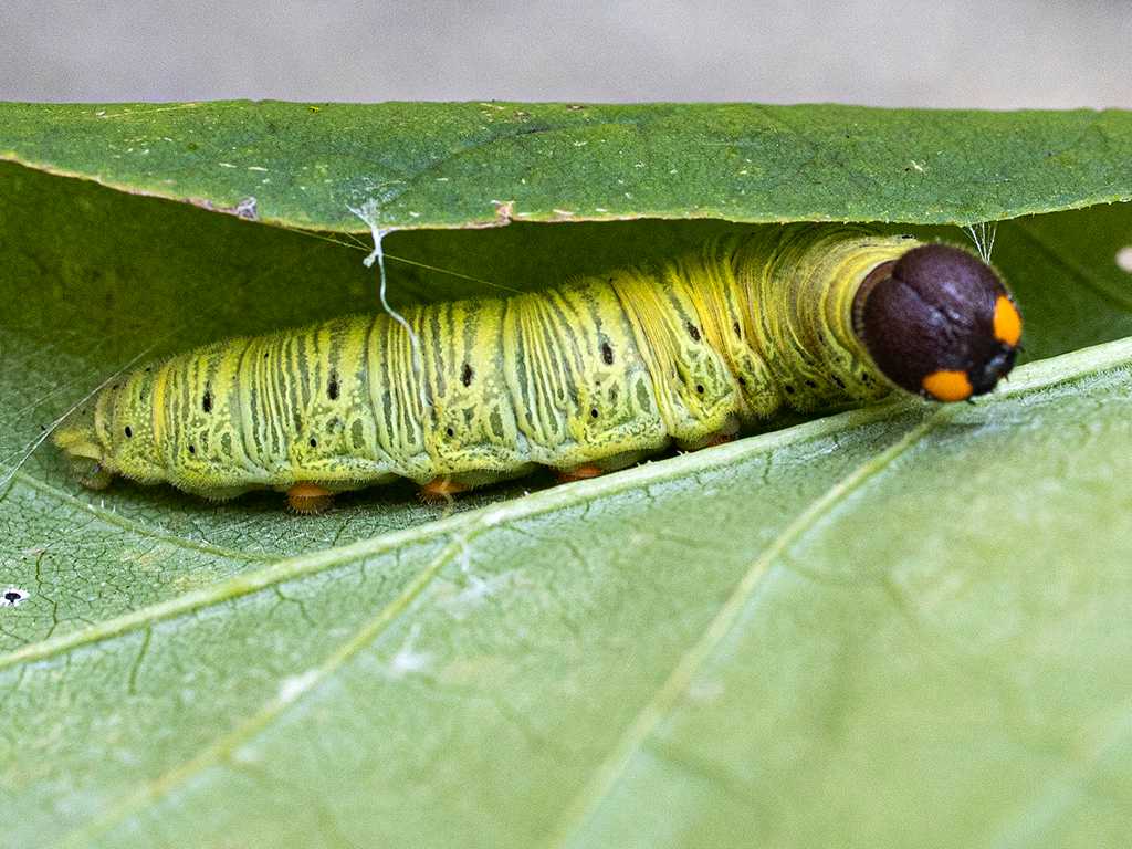 Leaf rollers are small caterpillars (moth larvae) that feed on leaves, buds and fruit, they are the worm in your apple (R1600)