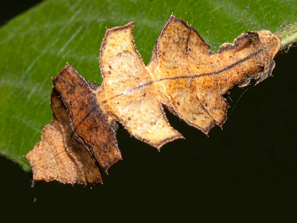 EF-S60mm f/2.8 Macro f/16 @ 1/200s ISO 200 flash (T4421)