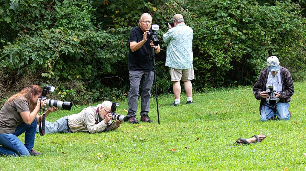 The black snake was a popular subject. Nobody used a macro lens when shooting the snakes. (T4543)