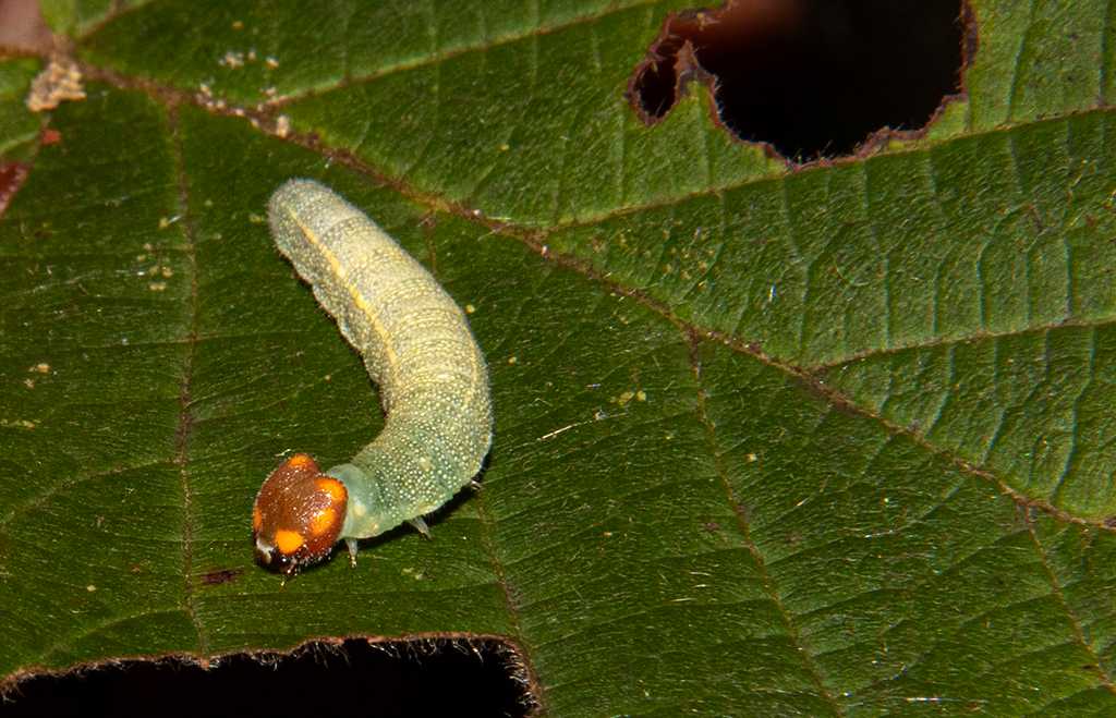 EF-S60mm f/2.8 Macro f/16 @ 1/200s ISO 200 flash (T4671)