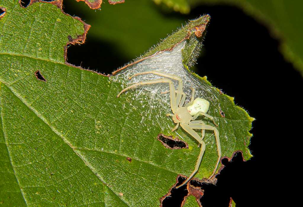 EF-S60mm f/2.8 Macro f/16 @ 1/200 ISO 100 flash (T4679)