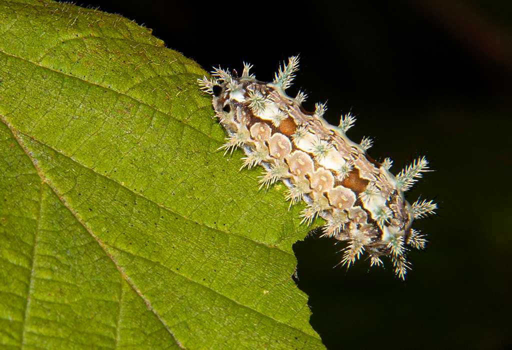 EF-S60mm f/2.8 Macro f/16 @ 1/200s ISO 100 flash (T4682)