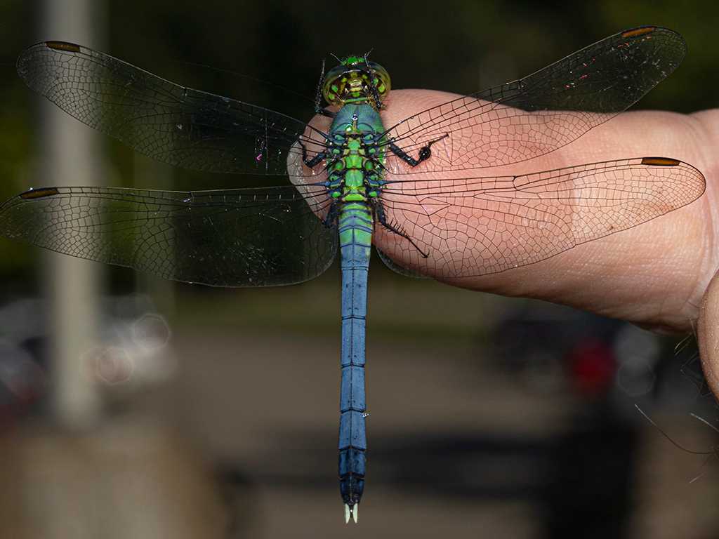 EF-S60mm f/2.8 Macro f/16 @ 1/200 ISO 100 flash (T4693)