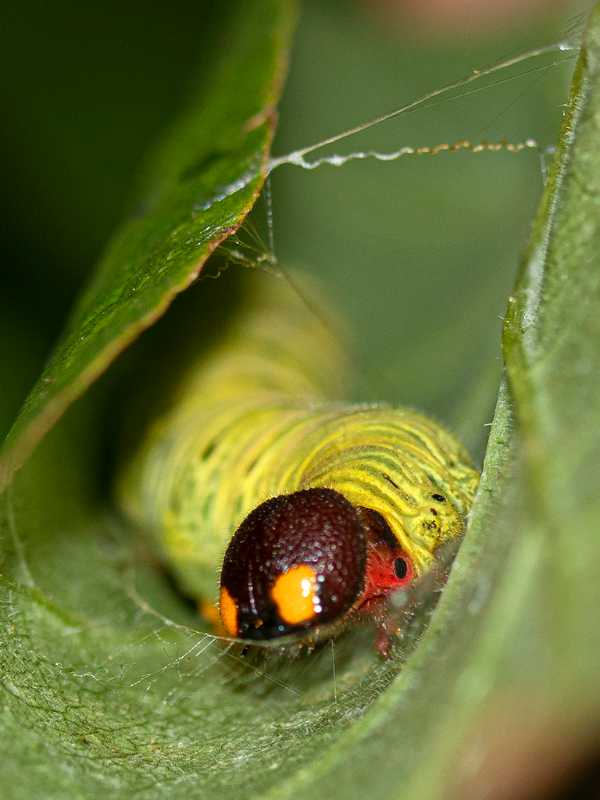 Leaf rollers are small caterpillars (moth larvae) that feed on leaves, buds and fruit, they are the worm in your apple. Remaining photos were taken by Geri. (T4915)