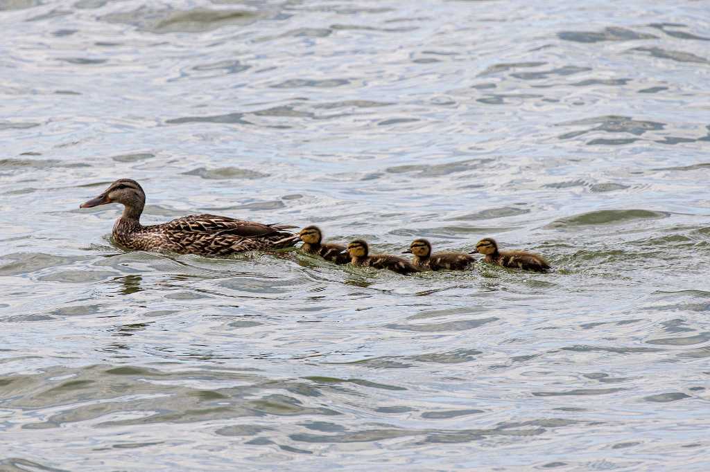 Mother duck brought her kids to watch the parade