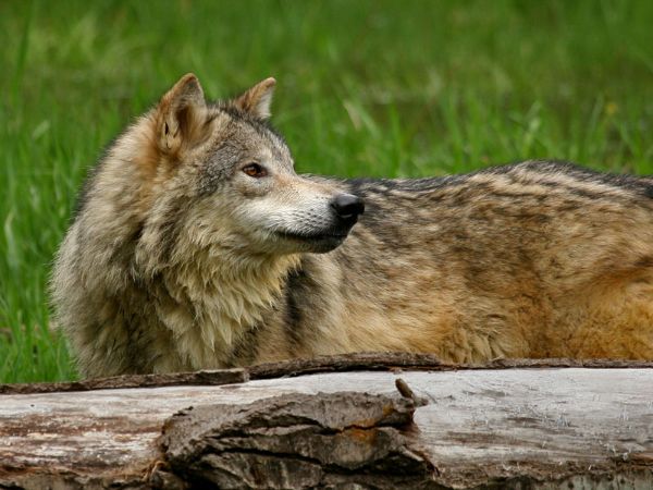 Tundra Wolf